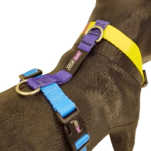 Arn&eacute;s Vital Fun Pets Rock Pop Art Perro Talle M-L