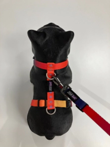 Arn&eacute;s Vital Fun Pets Rock Geo Fluo Perro Talle XXS-XS