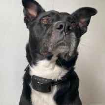 Collar Entrenador Anti Ladrido con Bater�a Beepaw para Perro