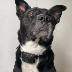 Collar Entrenador Anti Ladrido con Bater&iacute;a Beepaw para Perro